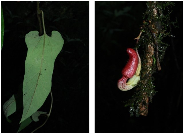 Lá và hoa của loài Isotrema putalengense Luu, Q.B.Nguyen &amp; H.C.Nguyen