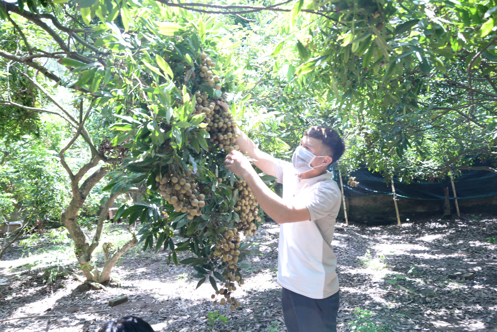 Nông dân huyện Kim Động khẩn trương thu hoạch nhãn trà sớm nhằm hạn chế ảnh hưởng của mưa bão 