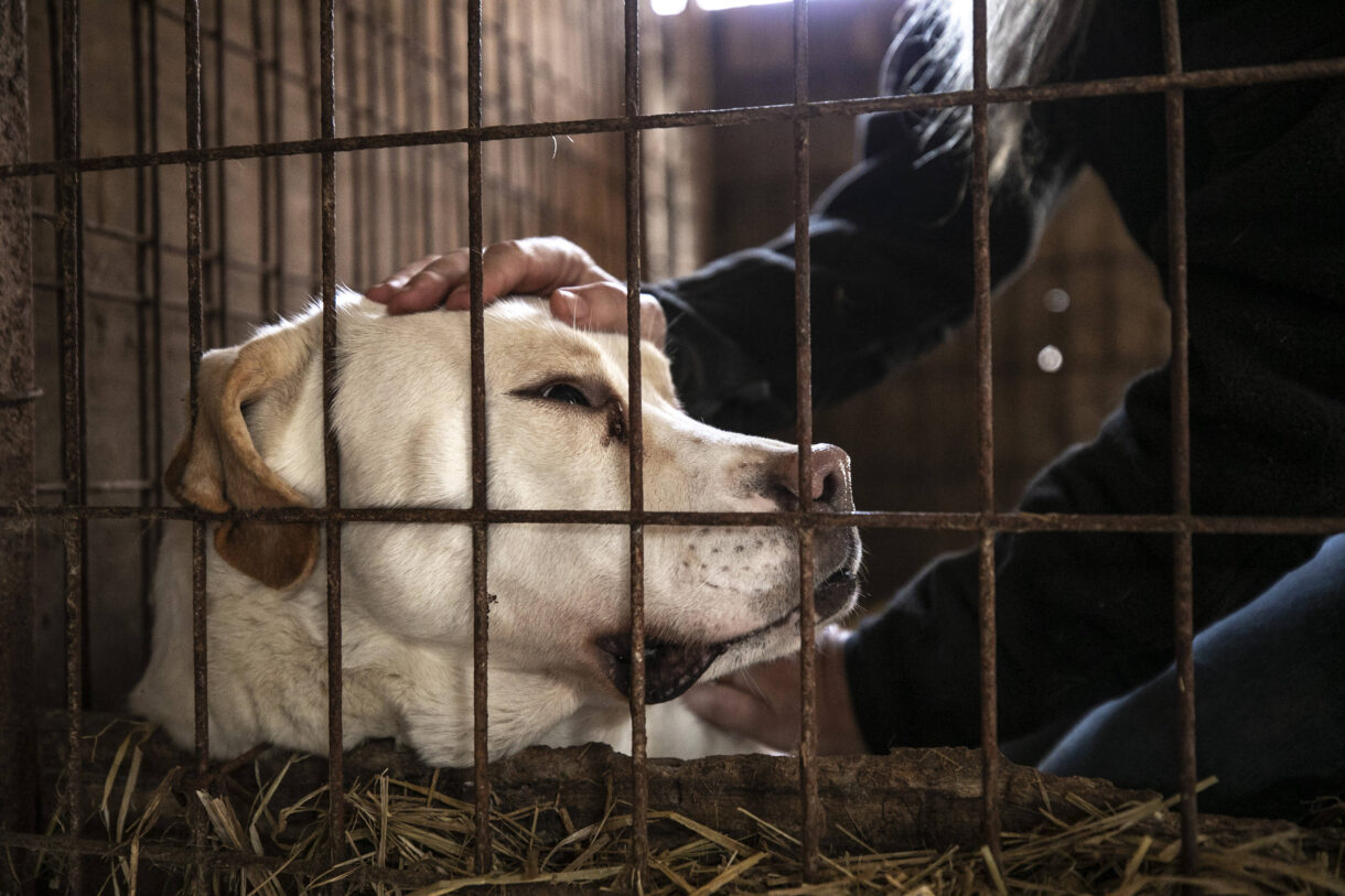 Nan giải chuyện cấm thịt chó ở Hàn Quốc - Ảnh 1.
