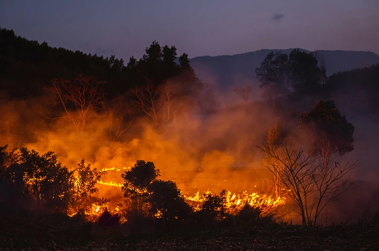 Nghiên cứu vòng cây cho thấy cháy rừng ở Việt Nam ngày càng gia tăng  - Tạp chí Tia sáng