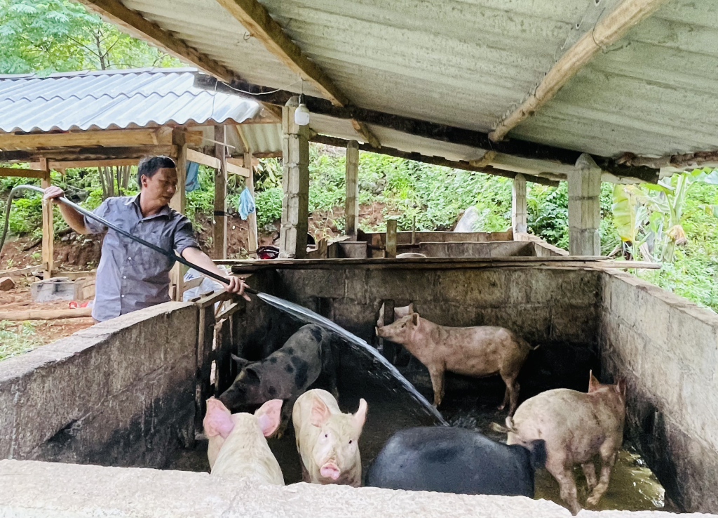 Xuất hiện 3 ổ bệnh dịch tả lợn châu Phi mới tại các huyện: Trùng Khánh, Thạch An, Bảo Lạc - Báo Cao Bằng điện tử