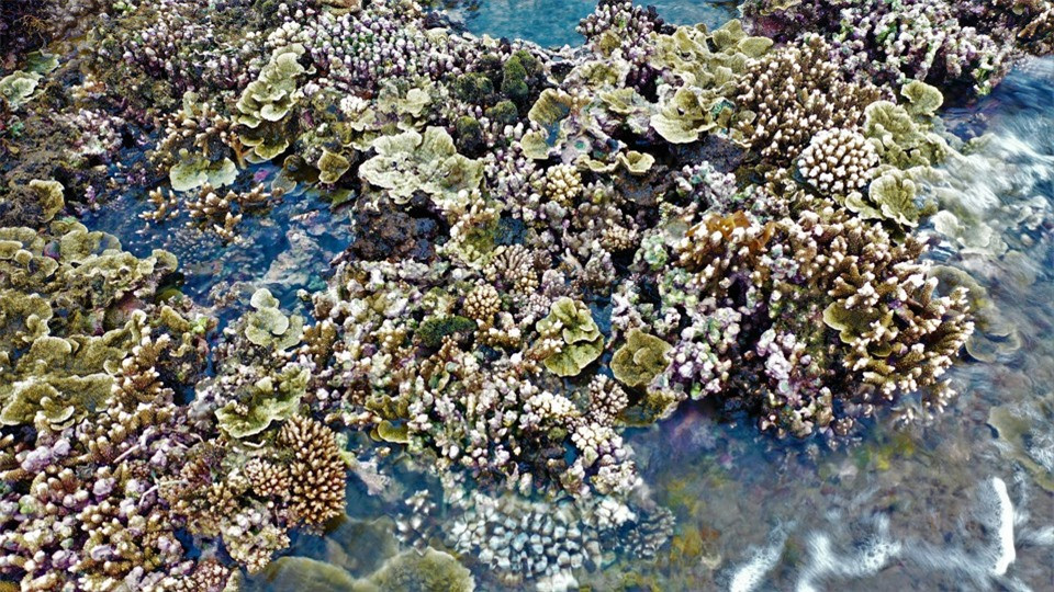 Bãi san hô ở Gành Yến được du khách rất ưa thích, thường tìm đến chiêm ngưỡng, khám phá.