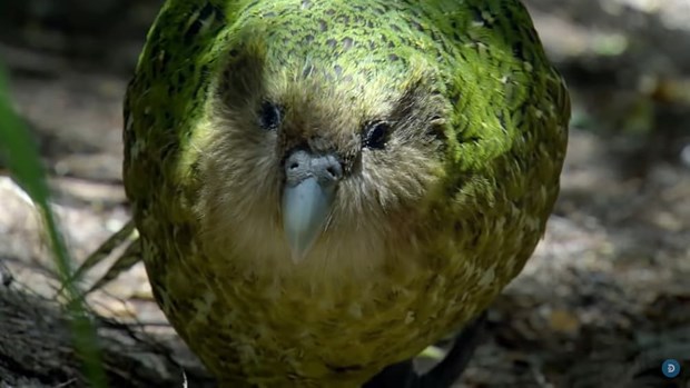 Giai trinh tu gene giup bao ton loai vet Kakapo co nguy co tuyet chung hinh anh 1