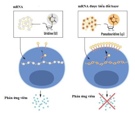Khám phá liên quan đến vắc-xin mRNA được trao Giải thưởng Nobel Y Sinh 2023
