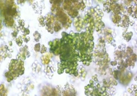 Xử lý nước thải hiệu quả bằng vi tảo kết hợp màng MBR