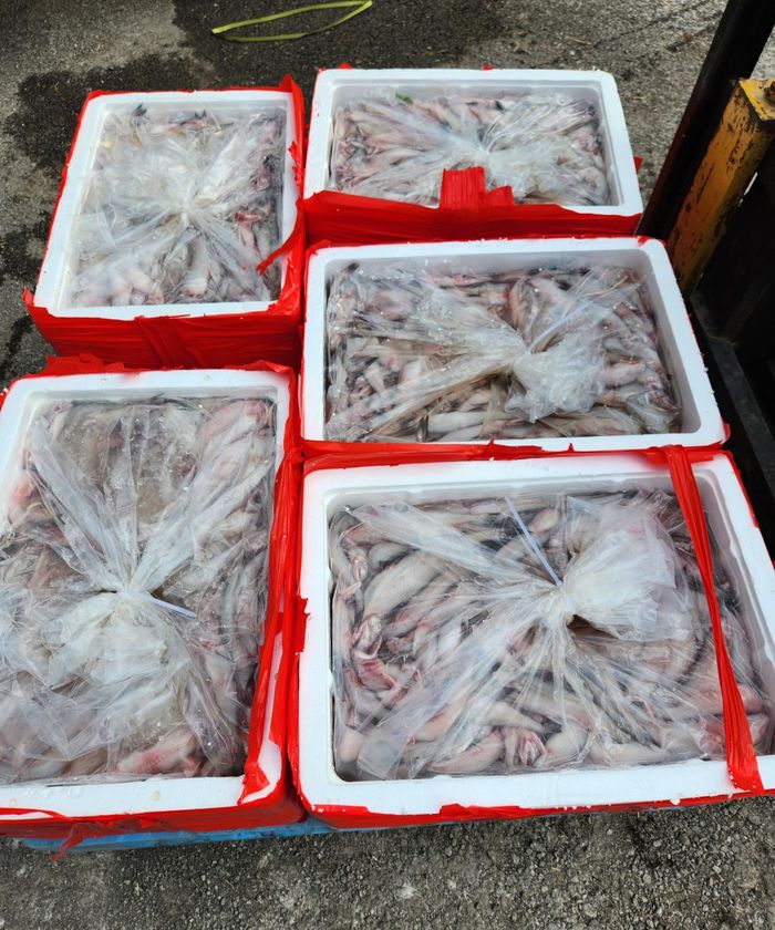  4,5 tấn cá khoai dương tính với chất foocmon. (Ảnh: DMS) 