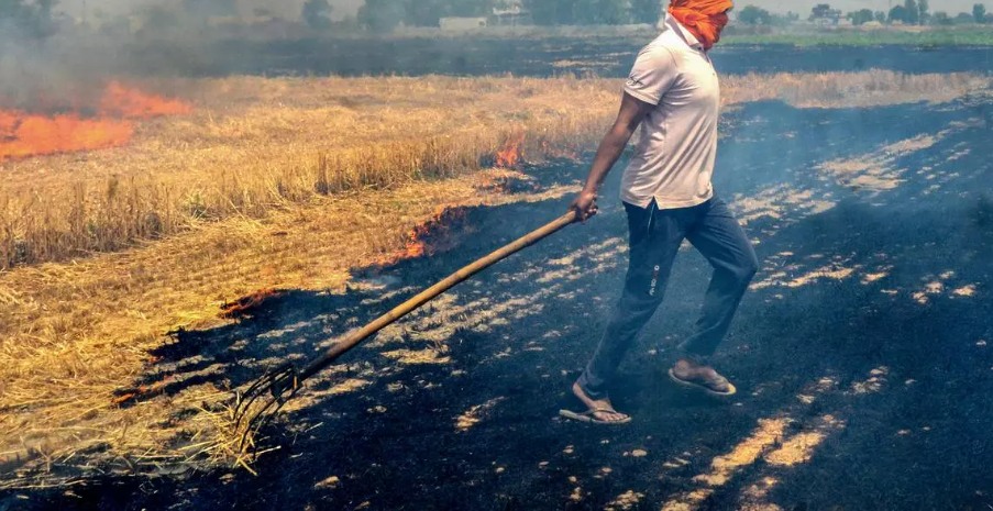 Nông dân Ấn Độ tiếp tục đốt rơm rạ bất chấp thiệt hại về sức khỏe và môi trường - Ảnh 1.
