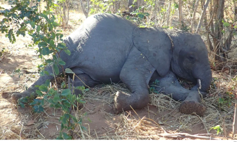 Bí ẩn voi châu Phi chết hàng loạt được các nhà khoa học làm sáng tỏ