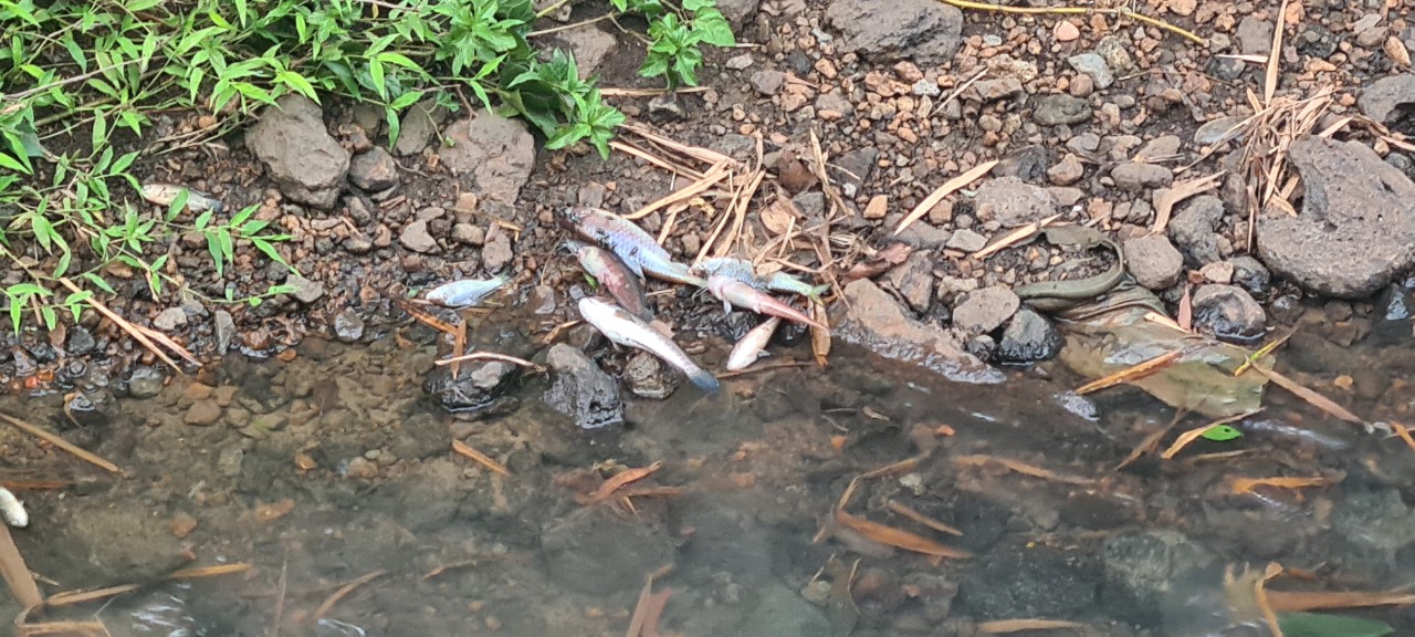 Đồng Nai: Cá chết nổi trắng suối nghi do xả thải từ khu công nghiệp - Ảnh 2.