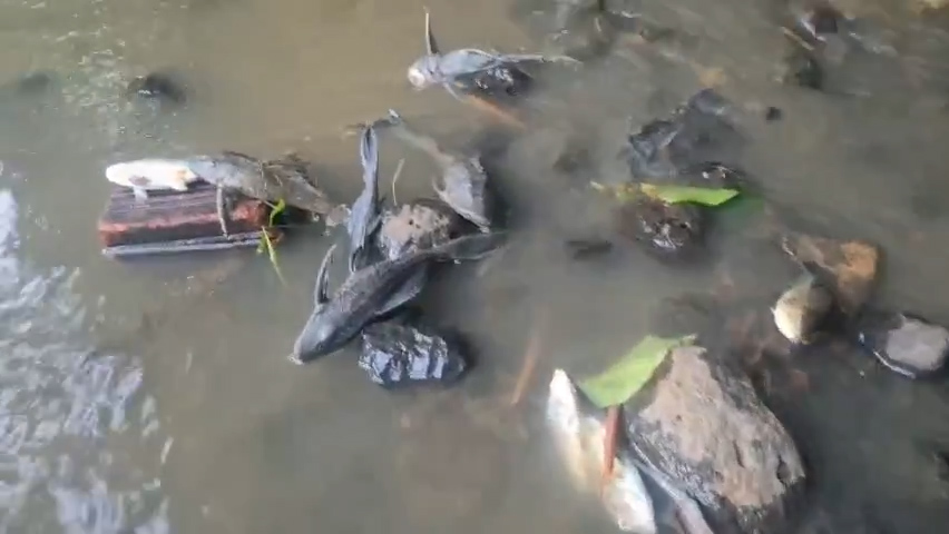Đồng Nai: Cá chết nổi trắng suối nghi do xả thải từ khu công nghiệp - Ảnh 1.