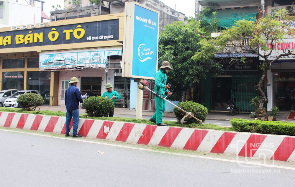 Công nhân môi trường cắt tỉa cây cảnh, dọn cỏ trên tuyến đường Cách mạng Tháng Tám (TP. Thái Nguyên).