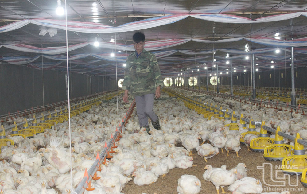 TP. Phổ Yên hiện có trên 50% trang trại liên kết chăn nuôi với các doanh nghiệp, nhằm ổn định đầu ra, góp phần bảo vệ môi trường.