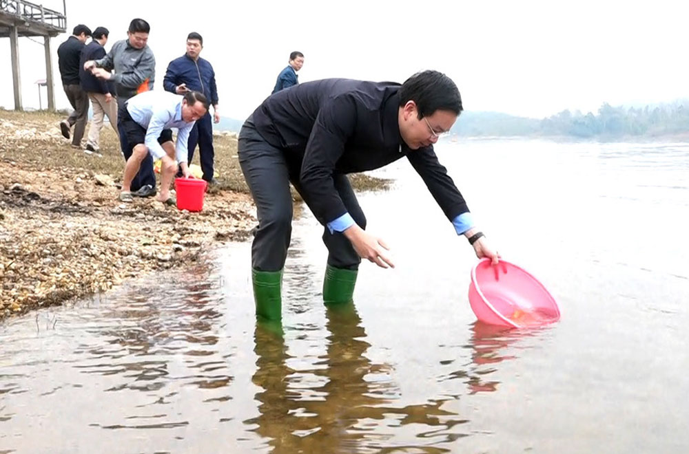 Đồng chí An Hoàng Linh - Bí thư Huyện ủy, Chủ tịch HĐND huyện thả cá bổ sung nguồn lợi thủy sản hồ Thác Bà tại bến cảng Ruby.