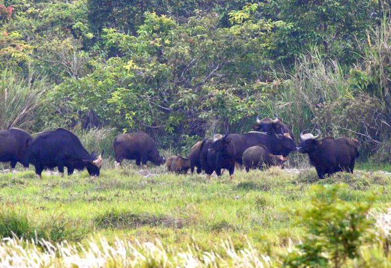 Khu Bảo tồn thiên nhiên - văn hóa Đồng Nai: Tăng cường biện pháp chăm sóc động vật hoang dã trong mùa khô