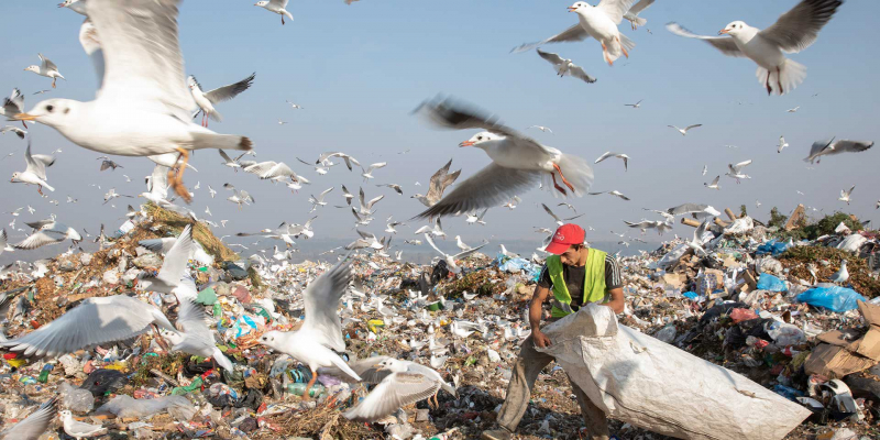 1_a large garbage dump and birds.jpg -0