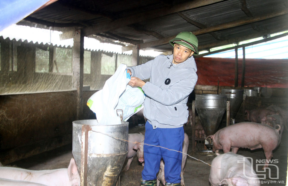 Gia đình anh Hà Văn Nam (ở xóm Phú Thọ, xã Phú Đô, Phú Lương) đã gắn bó với nghề chăn nuôi lợn thịt hơn 17 năm qua.