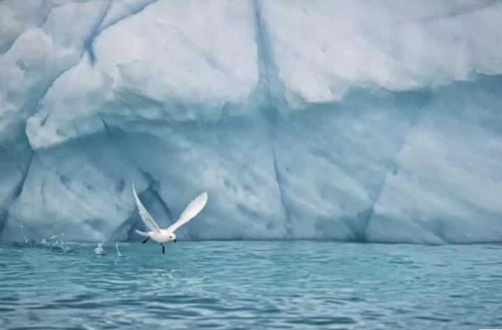 Báo động: Gần 100% chim biển ở Nam Cực ăn phải vi nhựa