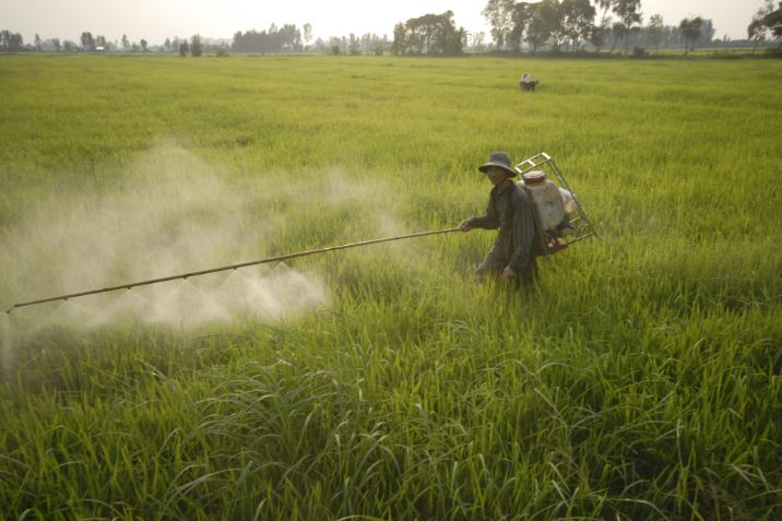 95% nông dân trồng lúa và cây ăn quả ở Việt Nam đều lạm dụng thuốc trừ sâu