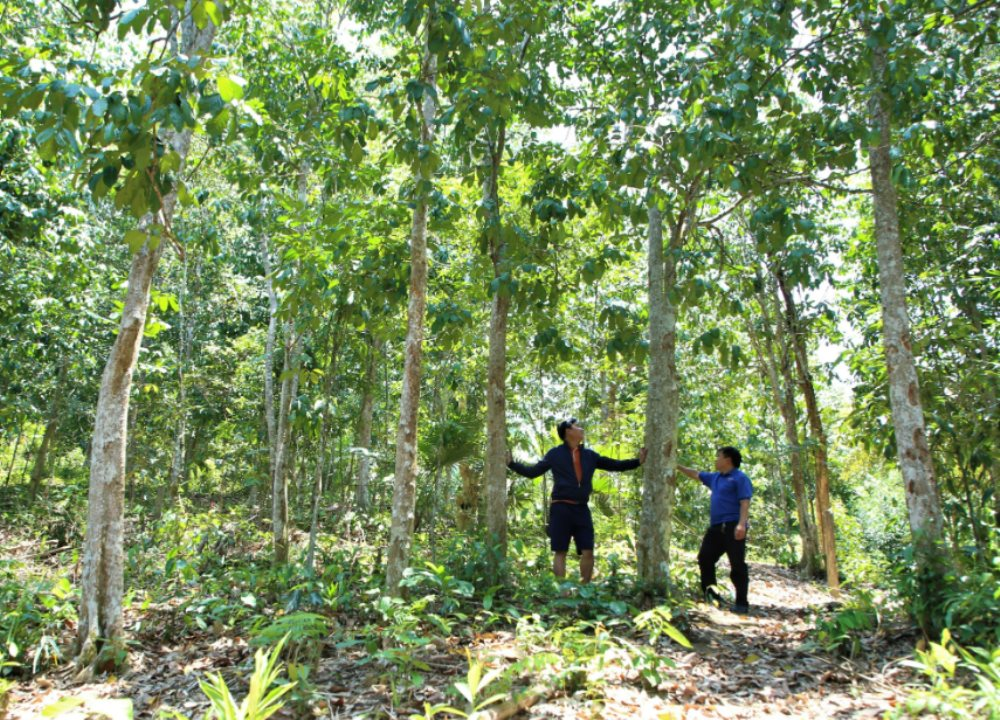 Quảng Nam khai thác “mỏ vàng” tín chỉ carbon rừng: Cơ hội lớn nhưng còn nhiều vướng mắc