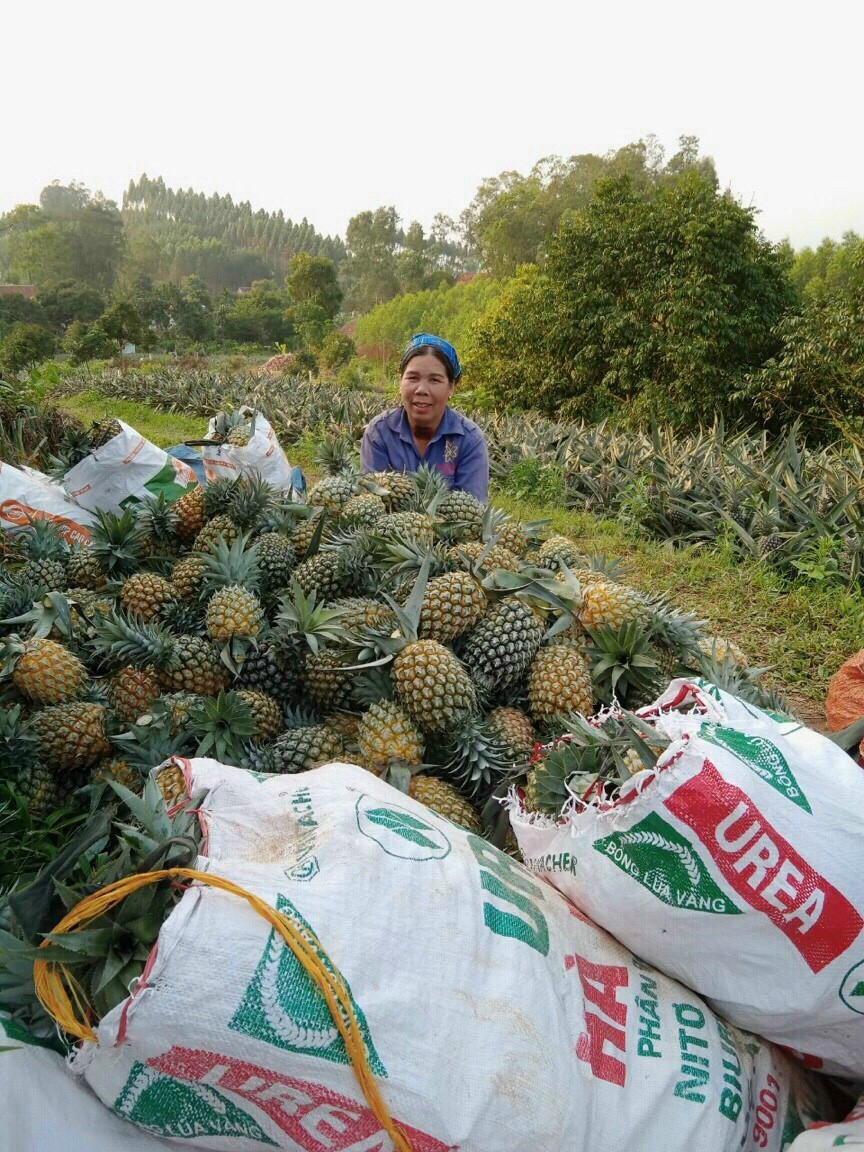 Bắc Giang: Ứng dụng tiến bộ khoa học, kỹ thuật sản xuất dứa trái vụ mang lại thu nhập cao