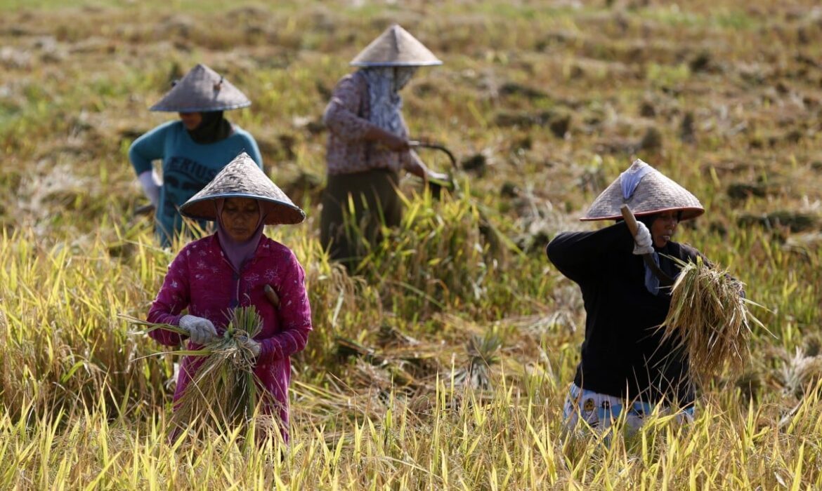 Nắng nóng đe dọa an ninh lương thực ở Đông Nam Á - Tạp chí Tia sáng