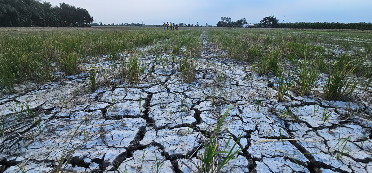 Đồng bằng sông Cửu Long trong cơn khát dai dẳng mùa khô: Bên những cánh đồng khô (Bài 2)
