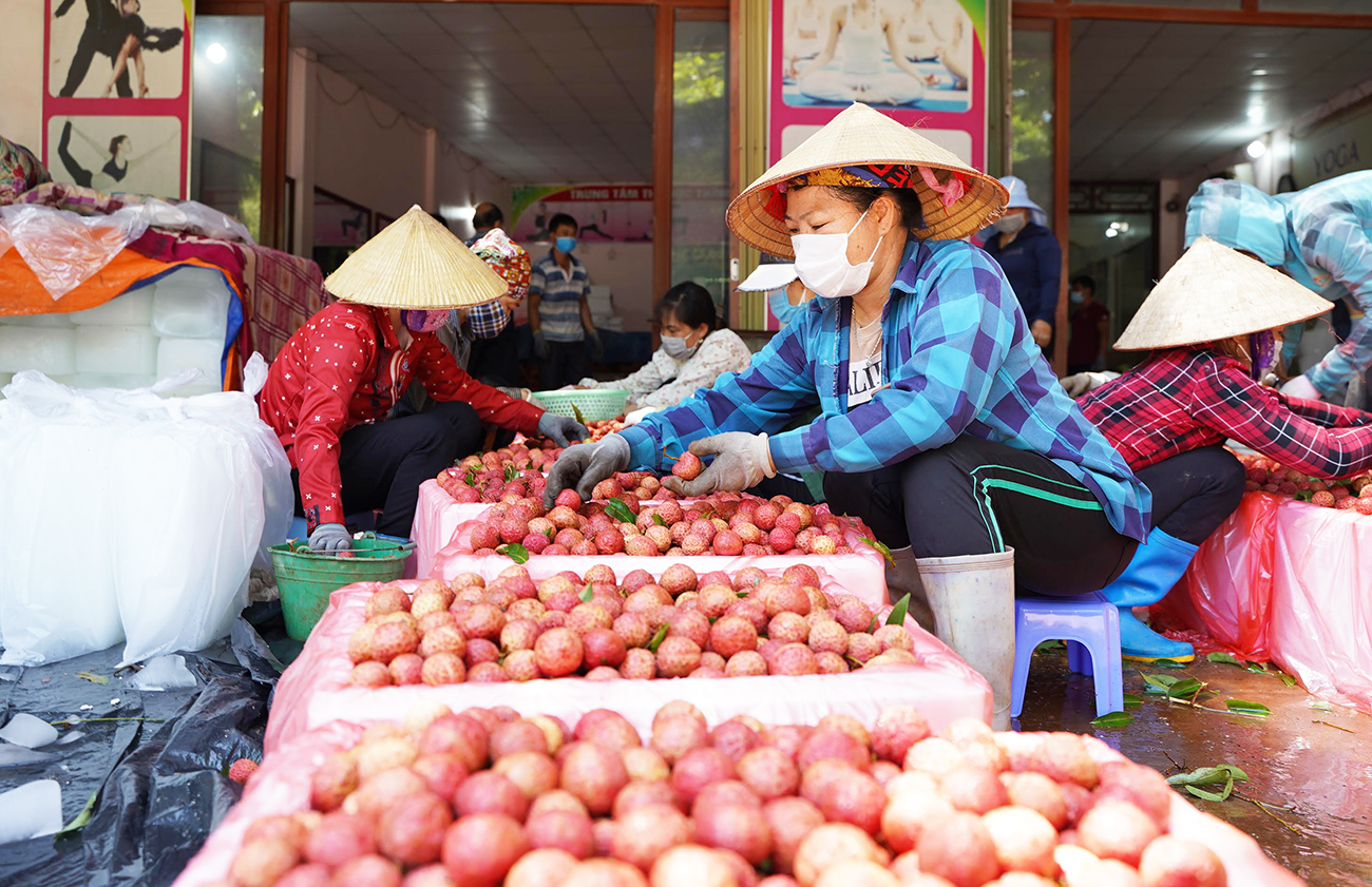 Vải thiều Bắc Giang tiêu thụ thuận lợi, tổng doanh thu hơn 5.700 tỷ đồng