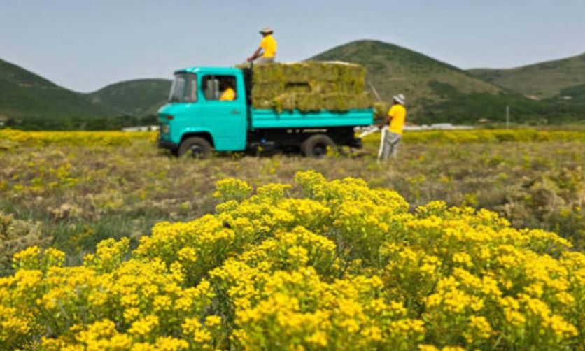 Dùng thực vật để khai thác kim loại trong lòng đất