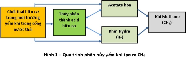 Quá trình phân hủy yếm khí tạo ra CH4 