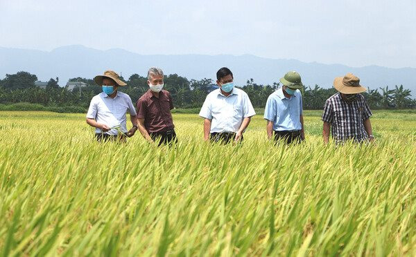 Giảm phát thải khí nhà kính trong trồng lúa - Bài 3: Thách thức và khuyến nghị