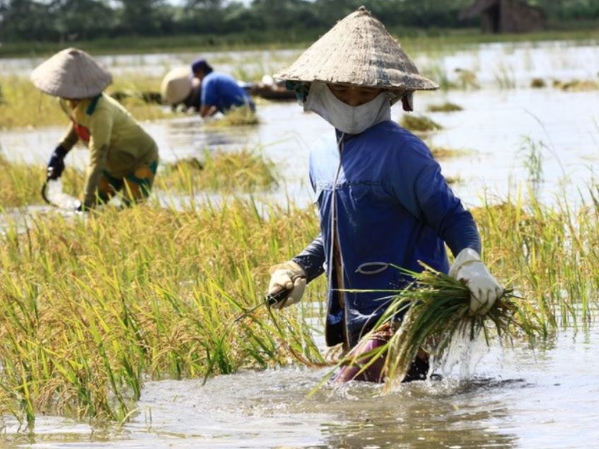 Tác động của biến đổi khí hậu đến sinh kế hộ gia đình tại Việt Nam