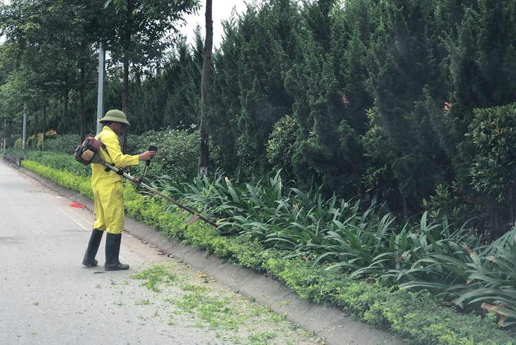 Gói thầu Chăm sóc cây xanh năm 2024 huyện Chợ Lách (tỉnh Bến Tre) không được công nhận kết quả lựa chọn nhà thầu. Ảnh minh họa: Nhã Chi