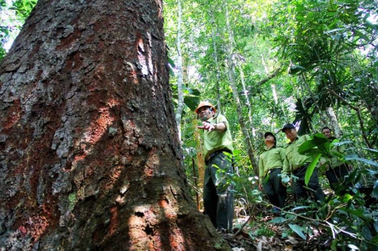 Tiềm năng lớn nhưng Việt Nam hiện phù hợp bán tín chỉ carbon tự nguyện