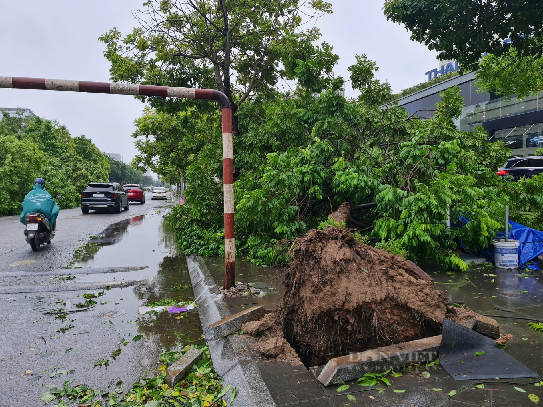 Cây xanh gãy đổ la liệt sau bão số 3 ở Hà Nội, - Ảnh 1.