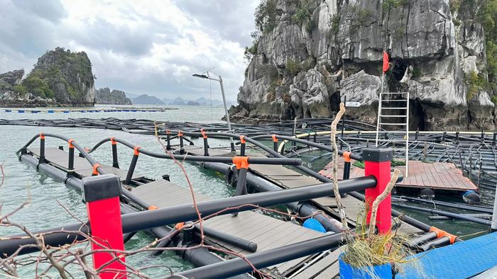 Siêu bão Yagi càn quét các tỉnh miền Bắc, đã gây thiệt hại nặng nề cho các doang nghiệp thủy sản các tỉnh Quảng Ninh, Hải Phòng... Ảnh: VASEP