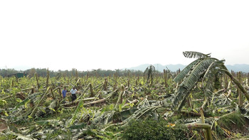 Phú Thọ: Mưa bão gây thiệt hại nhiều hoa màu và tài sản của người dân