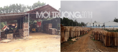Thọ Xuân,Thanh Hóa: Ngang nhiên xây dựng xưởng bóc gỗ trái phép