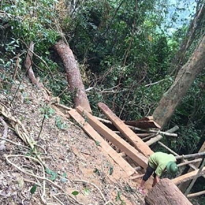 Phát hiện thêm vụ phá rừng nghiêm trọng tại Quảng Bình