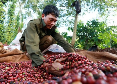 Giá cà phê hôm nay 28/3: Giá cà phê nguyên liệu giảm 100 đồng/kg