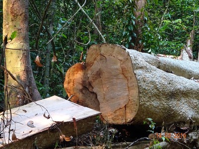 Gia Lai: Thanh tra toàn diện một Ban quản lý rừng phòng hộ