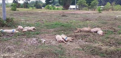 Bình Phước: Hàng chục con lợn bệnh chết bị vứt sát bên Quốc lộ 14