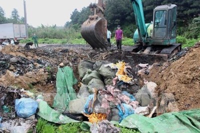Tiêu hủy hơn 1,6 tấn nầm lợn có mùi hôi thối, đang phân hủy