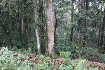 Tỉ lệ che phủ rừng toàn quốc đạt 41,65%
