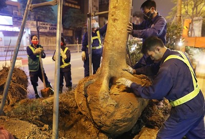 Công nhân trắng đêm thay thế cây xanh sâu mục ở Hà Nội