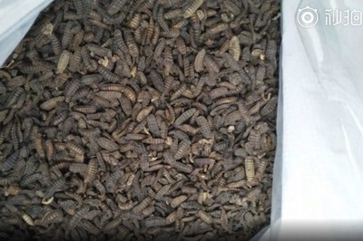 Mở trang trại nuôi ruồi để tái chế rác thải nhà bếp