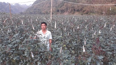 Sơn La: Trồng hoa hồng nơi phố núi, anh Vinh 'rinh' gần 1 tỷ mỗi năm