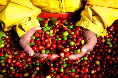 Giá cà phê hôm nay 8/4: Giá cà phê nguyên liệu giảm 600 đồng/kg