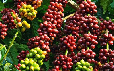 Giá cà phê hôm nay 10/4: Cập nhật giá cà phê Tây Nguyên và Miền Nam