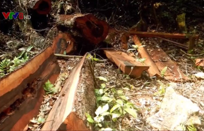 Khởi tố vụ phá rừng tại VQG Phong Nha - Kẻ Bàng