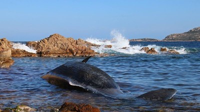 Cá voi mang thai dạt vào bãi biển có 22kg nhựa trong dạ dày